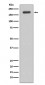 Anti-ErbB (HER3) Rabbit Monoclonal Antibody